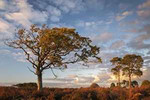 Trees on the heathland in late evening sunlight, New Forest, Hampshire, England, United