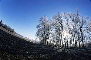 Rise Prints: Trees with hoar frost and rising sun