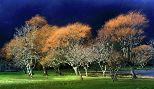 Azores Prints: Trees and Lagoa Azul, Sete Cidades, Sao Miguel, Azores Islands, Atlantic, Portugal