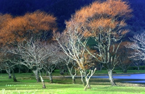 Azores Prints: Trees and Lagoa Azul, Sete Cidades, Sao Miguel, Azores Islands, Atlantic, Portugal