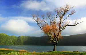 Azores Prints: Trees and Lagoa Azul, Sete Cidades, Sao Miguel, Azores Islands, Atlantic, Portugal