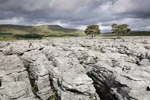 Images Dated 3rd September 2008: Trees on limestone pavement, Ingleborough National Nature Reserve, Yorkshire Dales