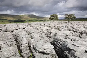 Erosion Prints: Trees on limestone pavement, Ingleborough National Nature Reserve