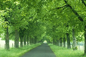 Auvergne Prints: Trees line rural road near Orcival in the Auvergne, France