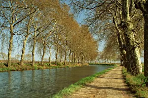 Trees lining the Canal du Midi and towpath near Capestang, Languedoc Roussillon