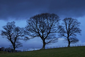 Perthshire Prints: Trees near Crieff, Perthshire, Scotland, United Kingdom, Europe