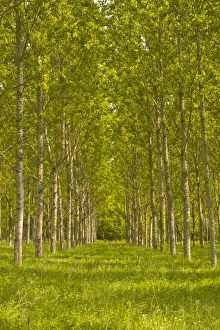Large Group Prints: Trees near Fontaines-en-Sologne, Loir-et-Cher, Centre, France, Europe