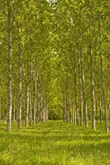 Images Dated 23rd April 2011: Trees near Fontaines-en-Sologne, Loir-et-Cher, Centre, France, Europe