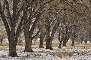 Images Dated 23rd November 2007: Trees near Visitor Centre, Capitol Reef National Park, Utah, United States of America