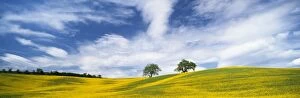 Two trees in oil seed rape field, near San Quirico d Orcia, Tuscany, Italy, Europe