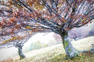 Two trees with orange leaves in the fog, Lombardy, Italy, Europe