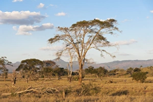 Tsavo Prints: Trees in a plain in Tsavo, Tsavo, Kenya, East Africa, Africa