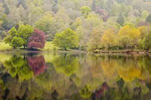 Trees reflected in the still waters of Grasmere in the Lake District National Park, Cumbria, England, United Kingdom, Europe
