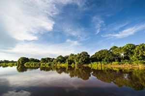 Trees reflecting in the water in a river in the Pantanal, UNESCO World Heritage Site, Brazil, South America
