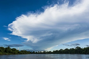 Trees reflecting in the water in a river in the Pantanal, UNESCO World Heritage Site, Brazil, South America