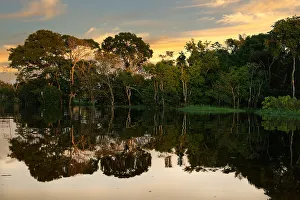 Rainforests Prints: Trees reflecting in the water at sunrise, Amazonas state, Brazil, South America