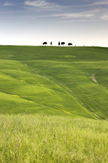 Trees on ridge above field of cereal crops, near San Quirico d Orcia