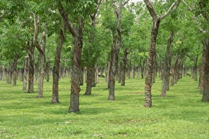 Vung Tau Prints: Trees in a rubber plantation at Vung Tau