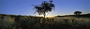 Namib Rand Prints: Trees in silhouette