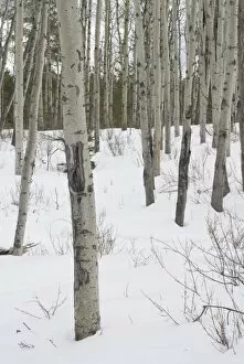 Trees in snow at Pyramid Lake, Jasper National Park, UNESCO World Heritage Site