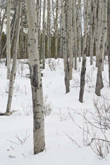 Trees in snow at Pyramid Lake, Jasper National Park, UNESCO World Heritage Site Trees in snow at Pyramid Lake, Jasper National Park, UNESCO World Heritage Site