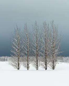 Skogar Prints: Trees in snowy field, Skogar, Iceland, Polar Regions
