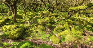 Inspiring Prints: Trees in upland oakwood, moss covered granite boulders