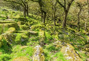 Woodland Prints: Trees in upland oakwood, moss covered granite boulders
