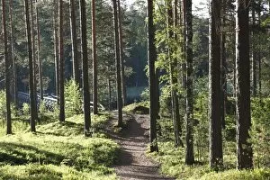 Trees and walking track, Punkaharju Nature Reserve, Punkaharju Ridge, Saimaa Lake District