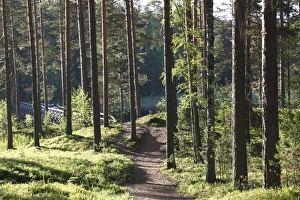 Images Dated 23rd June 2009: Trees and walking track, Punkaharju Nature Reserve, Punkaharju Ridge, Saimaa Lake District