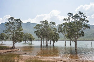 New Caledonia Prints: Trees in the water, Blue River Provincial Park, Yate, New Caledonia, Pacific