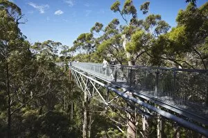 Images Dated 27th December 2010: Treetop Walk in Valley of the Giants, Walpole, Western Australia, Australia, Pacific