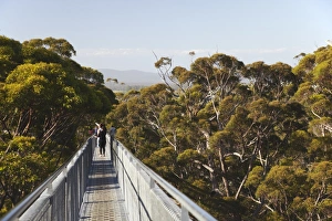 Images Dated 27th December 2010: Treetop Walk in Valley of the Giants, Walpole, Western Australia, Australia, Pacific