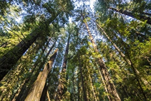 Redwood Prints: The treetops of the Redwood trees in the Avenue of the Giants, Northern California, USA