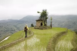Trekker in terraced rice fields, Yuanyang, Yunnan Province, China, Asia