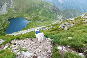 Dogs Prints: Trekking with a dog in high mountains of Romania on a clear day