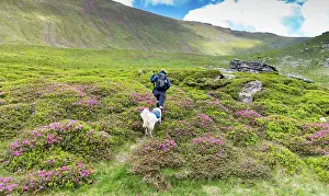 Footpath Prints: Trekking in Rodnei National Park while exploring nature with a dog during a sunny day