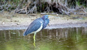 Bermuda Prints: Tricolored Heron (Louisiana Heron)