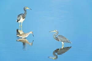Images Dated 20th November 2007: Tricolored herons (Egretta tricolor) standing in water, Sanibel Island, J