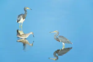 Sanibel Island Prints: Tricolored herons (Egretta tricolor) standing in water, Sanibel Island, J