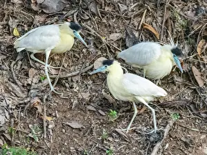 Shorebirds Prints: A trio of adult capped herons, Pilherodius pileatus