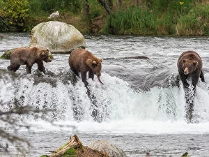 Flowing Water Gallery: A trio of brown bears (Ursus arctos) fishing for salmon at Brooks Falls