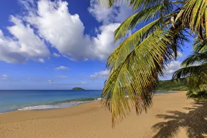 Guadeloupe Prints: Tropical Anse de la Perle beach, palm trees, golden sand, blue sea