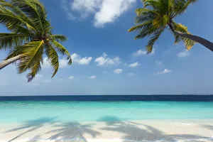 Tropical Climate Prints: Tropical beach and palm trees, The Maldives, Indian Ocean, Asia