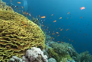 Red Sea Prints: Tropical coral reef scene with a leafy cup coral (salad coral) (Turbinaria reniformi)