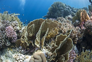 Red Sea Prints: Tropical coral reef scene in natural lighting
