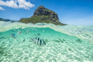 Lagoons Prints: Tropical fish swimming on coral reef in the tropical lagoon, Le Morne Brabant