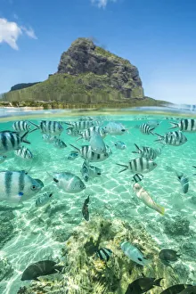 Large Group Of Animals Prints: Tropical fish under the waves along the tropical coral reef, Le Morne Brabant