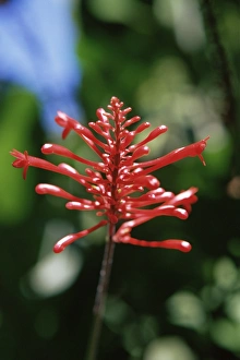 Saint Lucia Prints: Tropical flower, St