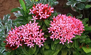 Gardening Prints: Tropical flower, Viti Levu, Fiji, South Pacific